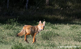 2011 September 21, Taos Coyote
