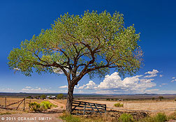 A favorite view from the "lone tree" across the Taos Valley