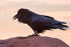2012 September 28, Monument Valley Raven