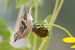 2012 September 12, Nature's fall bird feeder, the sunflower and a pine siskin