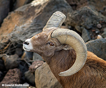 2014 September 22  Getting checked out by a Bighorn Ram taos new mexico