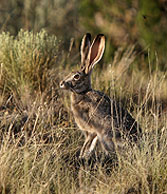 'Old Long Ears' Jack Rabbit, Abiquiu NM