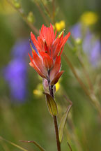 Paintbrush, New Mexico photographed at 10,000 ft