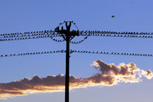 Starlings gathering, Taos New Mexico