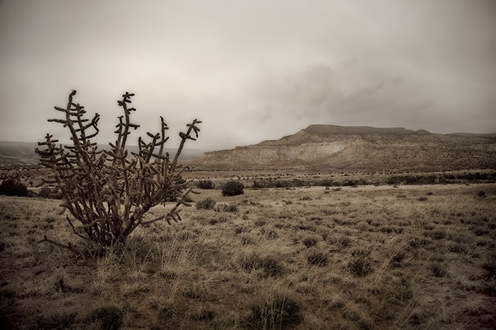 Cholla Cactus Abiquiu