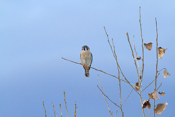 American Kestrel