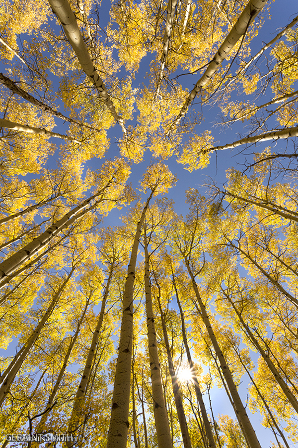 Aspen Light #1
