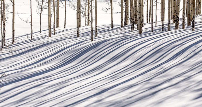 Aspen Snow Shadows