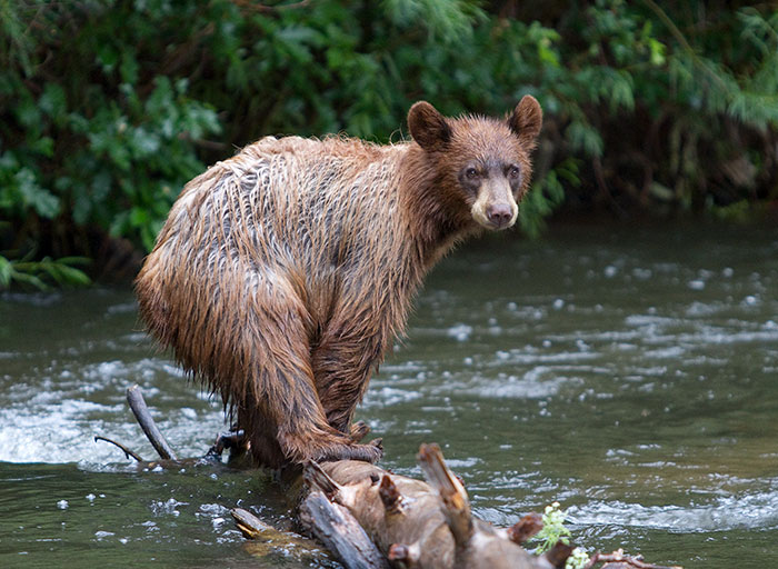 Cimarron Bear