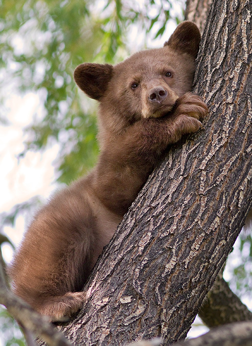 Bear Cub