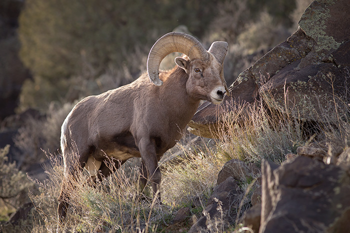 Big Horn Sheep Ram #2
