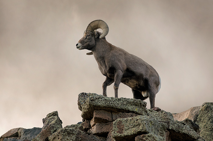 Big Horn Sheep Ram #1