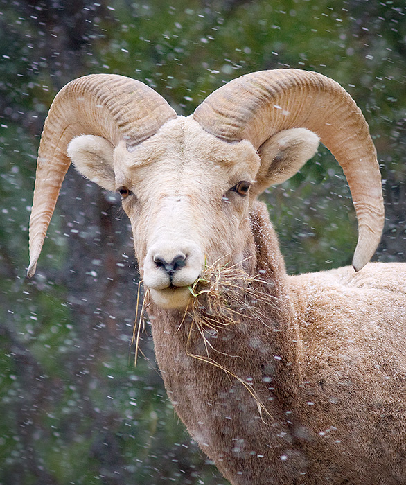 Big Horn Sheep Ram #3
