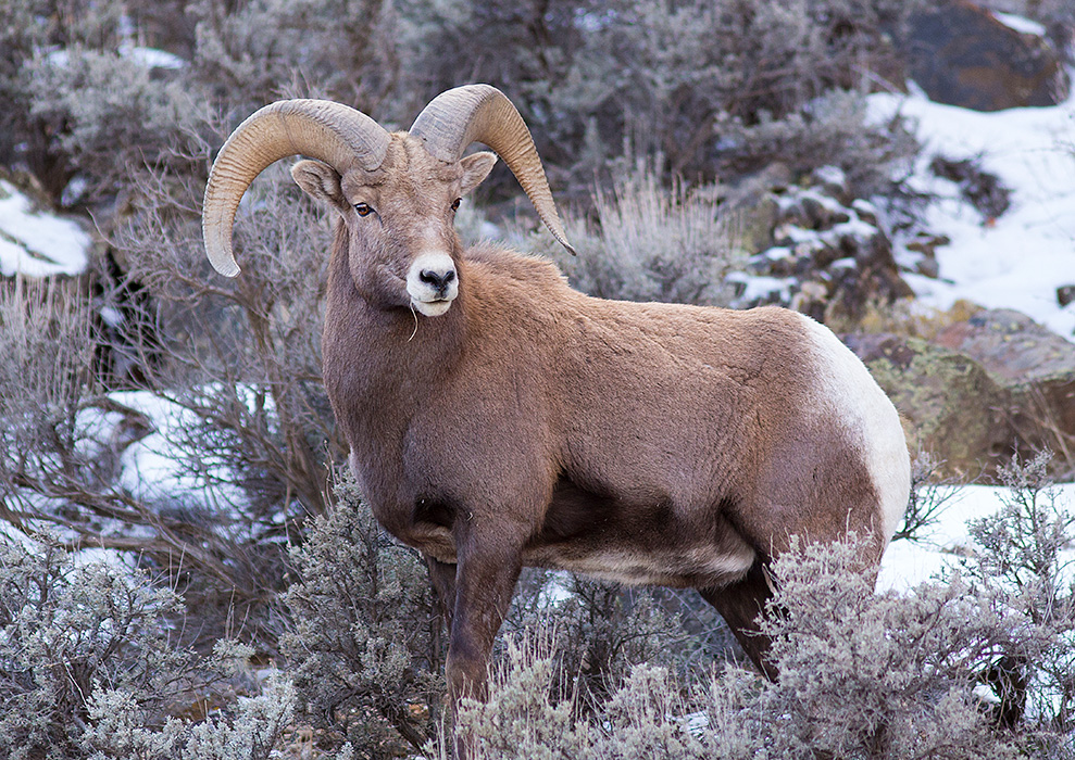 Big Horn Sheep Ram #4