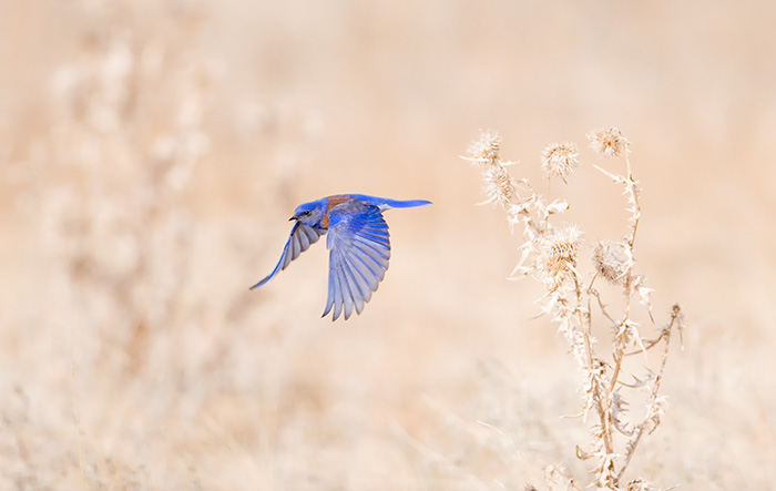 Blue Bird #1