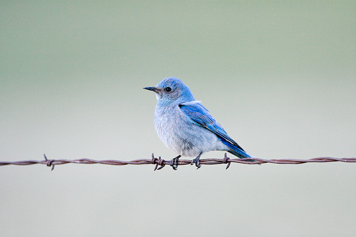 Blue Bird #2