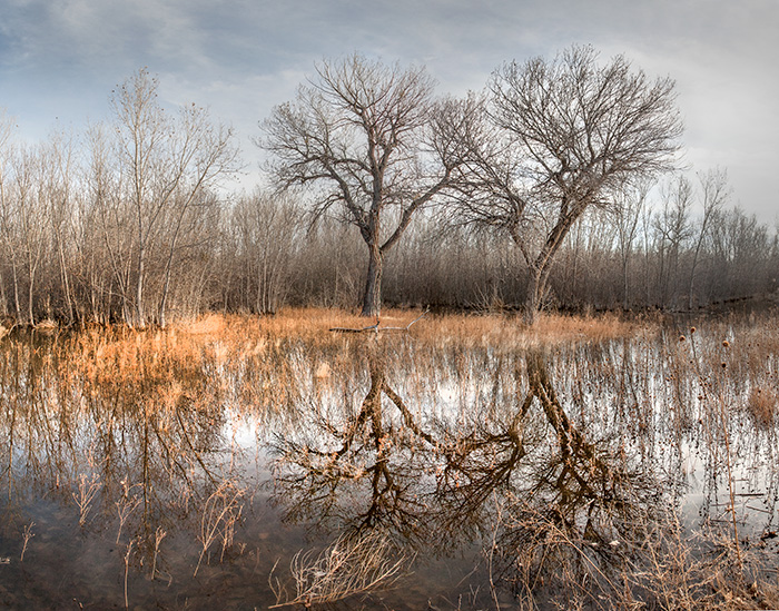 Bosque Marsh #2