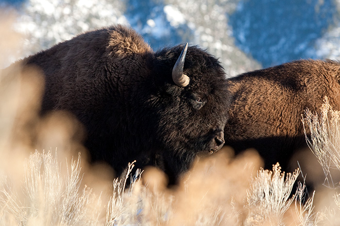 Taos Buffalo