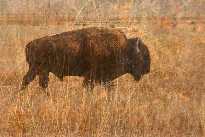 Plains Buffalo