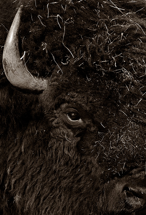 Buffalo Eye