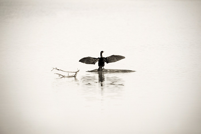 Cormorant Morning