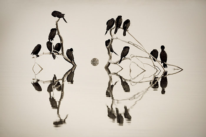 Cormorant Roost