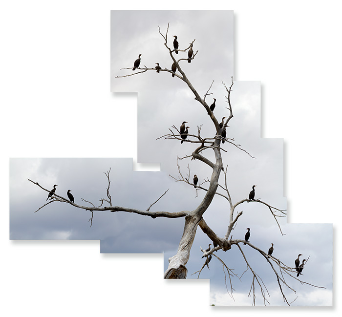 Cormorant Roost #2
