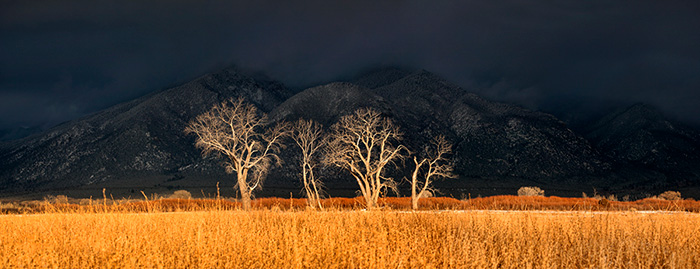 Cottonwood Light