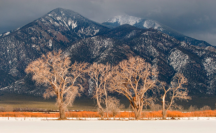 Cottonwood Light