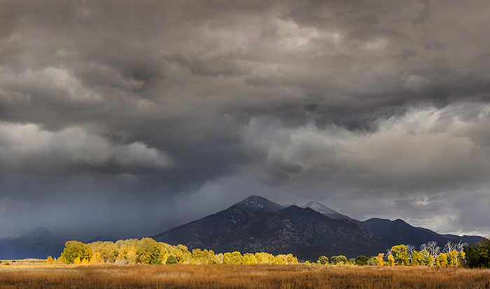 El Prado Cottonwoods