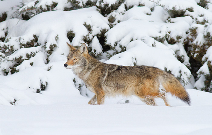 Winter Coyote #2