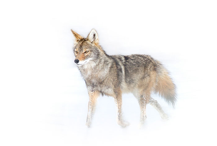 Winter Coyote #1