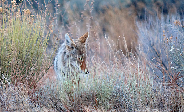 Coyote Sage