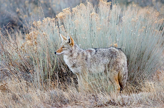Coyote Watches