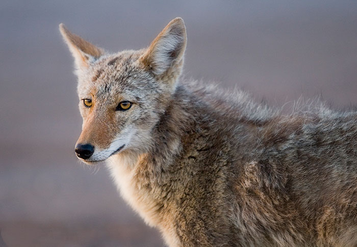 Coyote Eyes