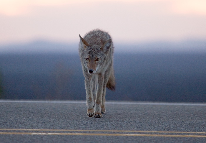 Coyote Crossing