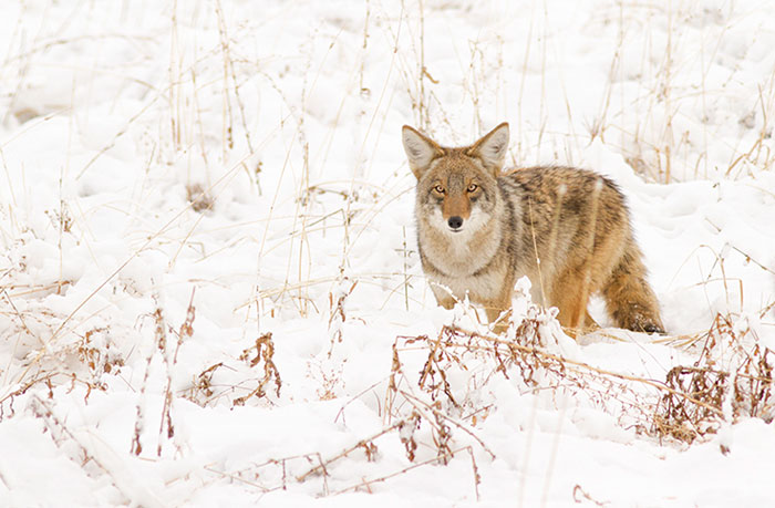 Winter Coyote #3