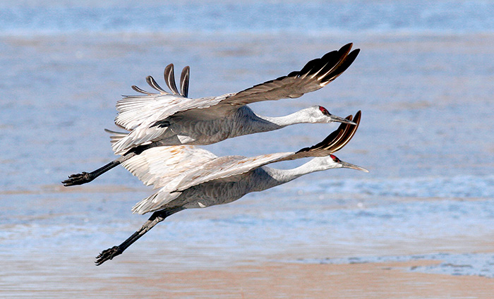 Crane Duet