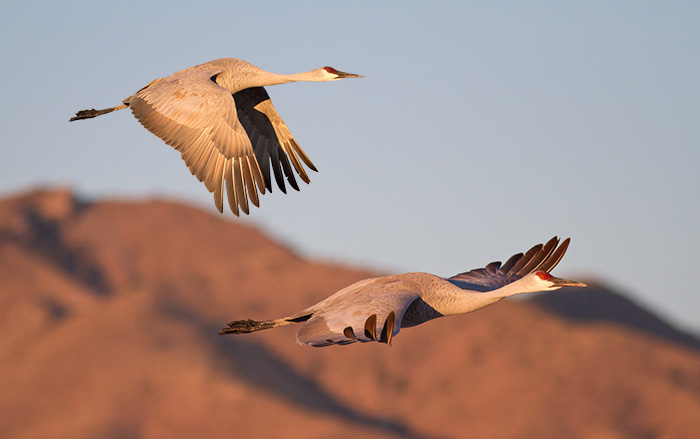 Sandhill Cranes #2