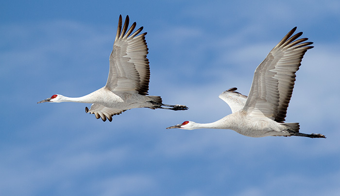Sandhill Cranes #1