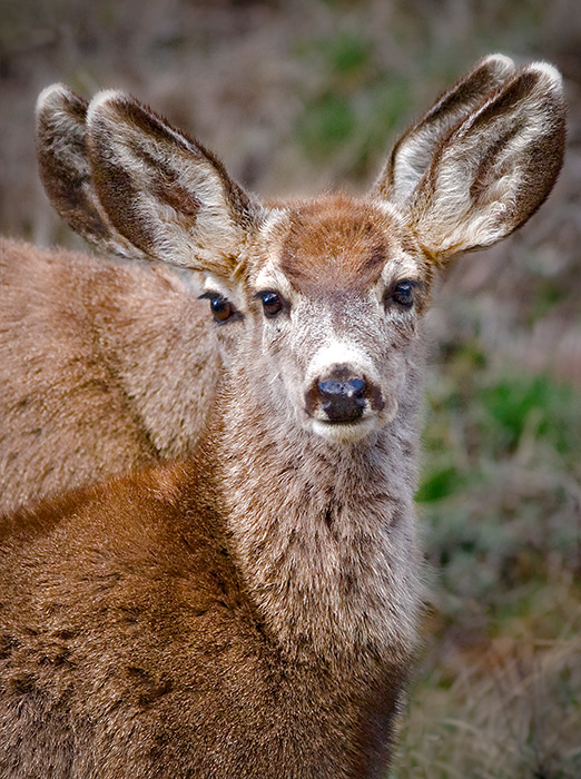 Deer Peekaboo