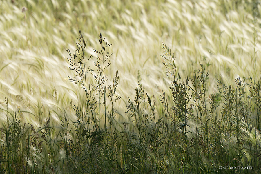 Summer Grass