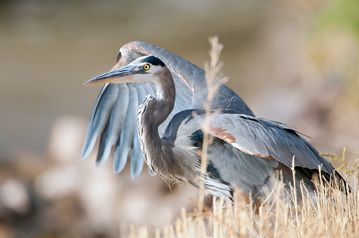 Great Blue Heron #1