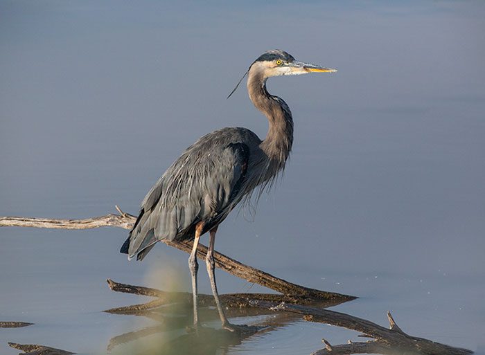 Great Blue Heron #2