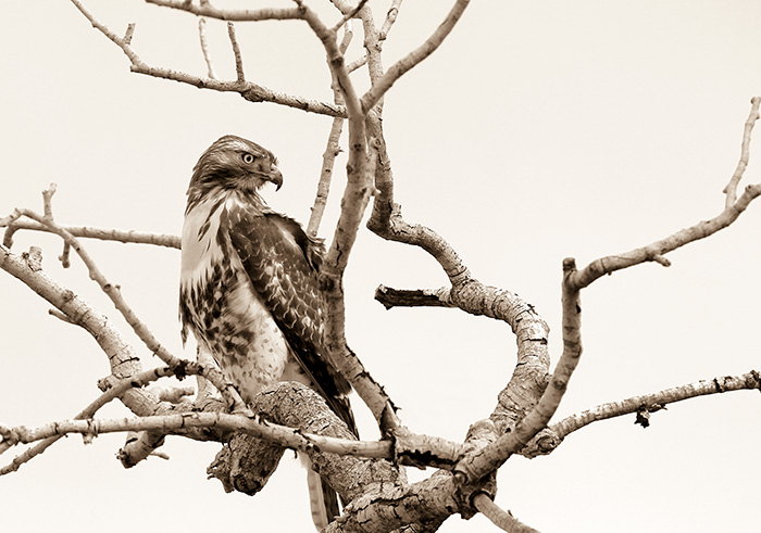 Red-tailed Hawk #1