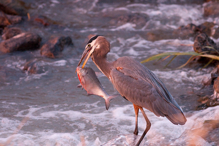 Morning Catch