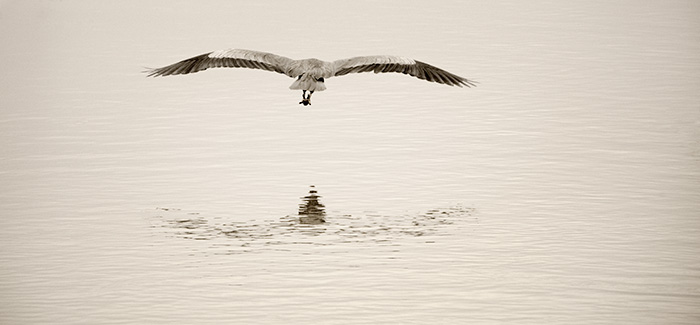 Morning Flight
