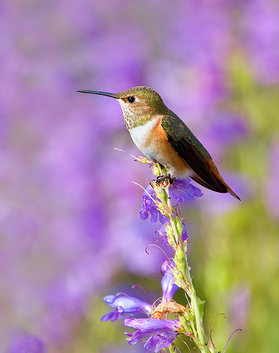 Summer Hummingbird