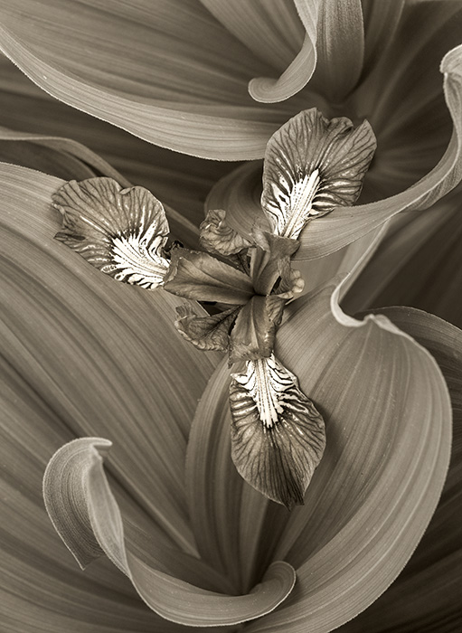 Wild Iris