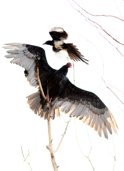 Magpie and Vulture